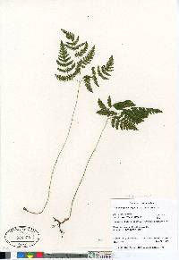 Gymnocarpium dryopteris image