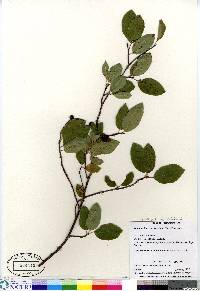 Amelanchier bartramiana image