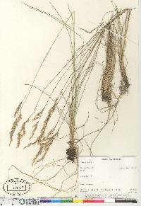 Festuca rubra image