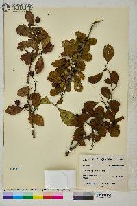 Crataegus punctata image