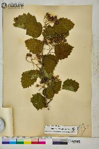 Crataegus submollis image