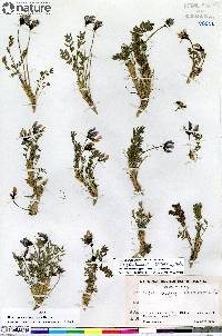 Oxytropis scammaniana image