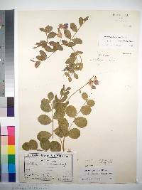 Lathyrus japonicus image