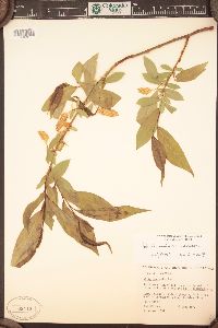 Salix lucida image