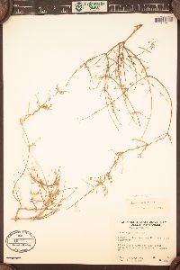 Cottsia gracilis image