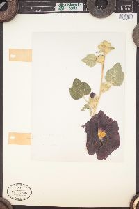 Alcea rosea image