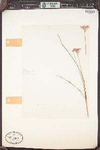 Allium canadense var. mobilense image