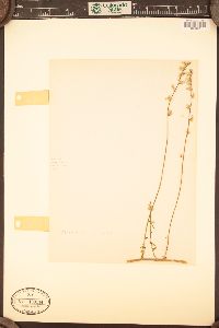 Alternanthera flavescens image