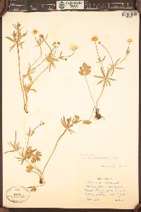 Ranunculus auricomus image