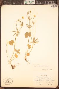 Ranunculus auricomus image