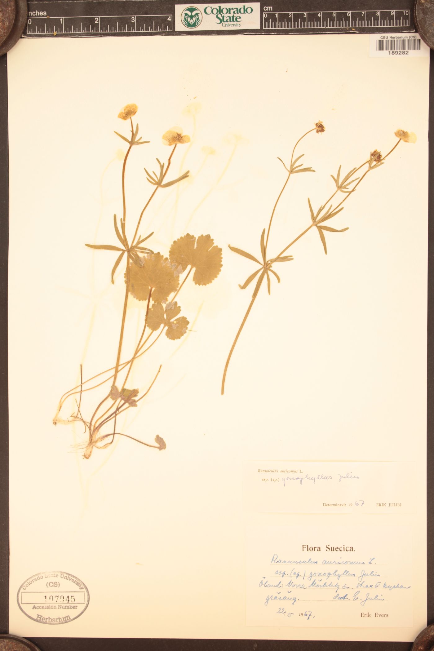 Ranunculus auricomus image