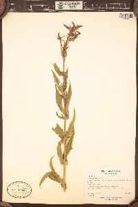 Verbena hastata image