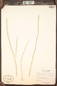 Equisetum variegatum image