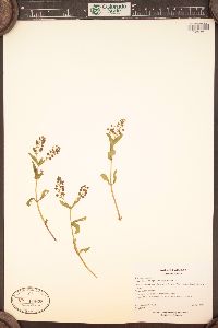 Veronica anagallis-aquatica image