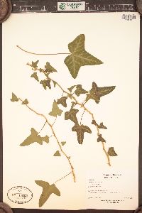 Hedera helix image