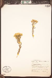 Chrysothamnus viscidiflorus subsp. lanceolatus image