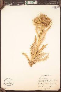 Cirsium foliosum image