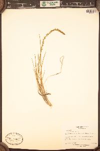 Triglochin maritima image