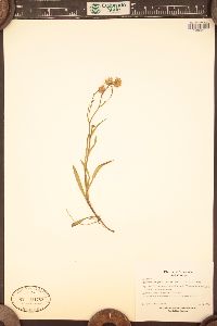 Almutaster pauciflorus image