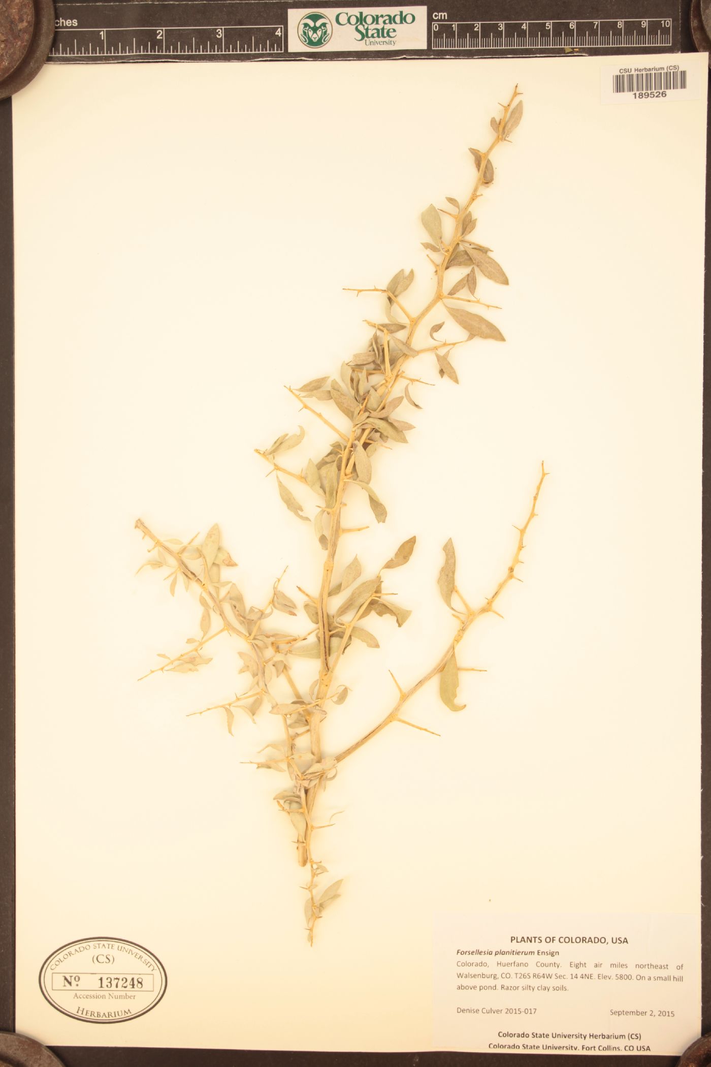 Glossopetalon spinescens var. planitierum image