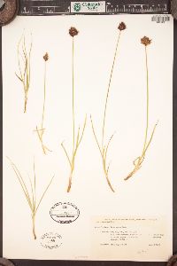 Carex ebenea image