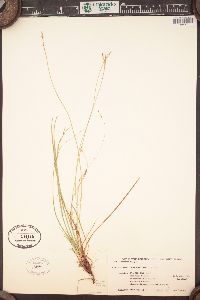 Carex rossii image