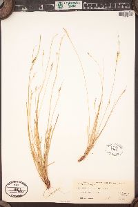 Carex rossii image