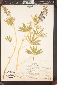 Lupinus prunophilus image