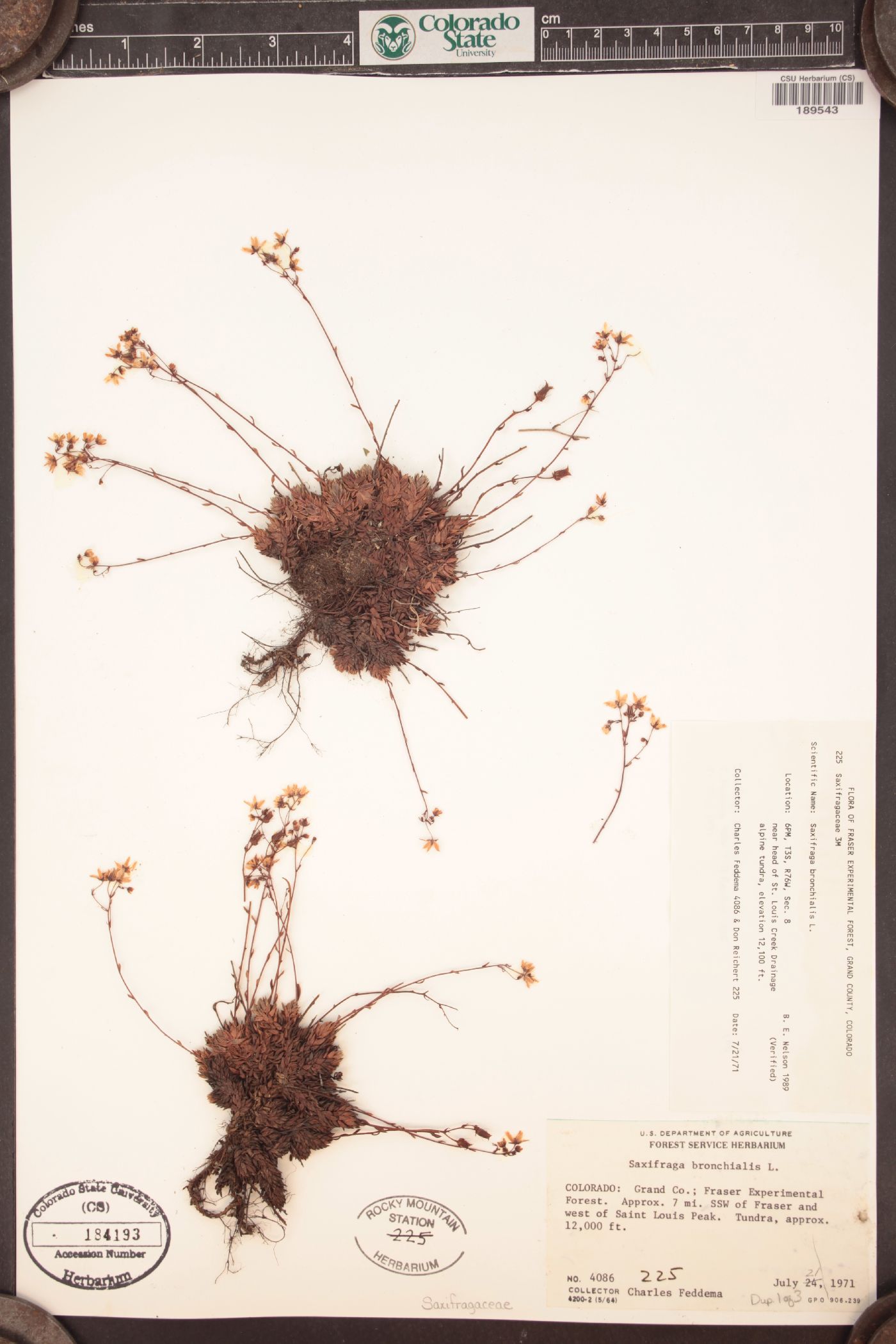 Saxifraga bronchialis subsp. austromontana image