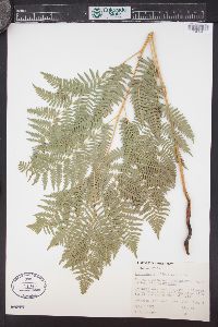 Pteridium aquilinum var. pubescens image