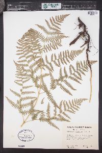 Pteridium aquilinum var. pubescens image