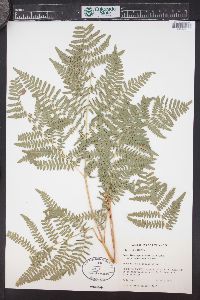 Pteridium aquilinum var. pubescens image