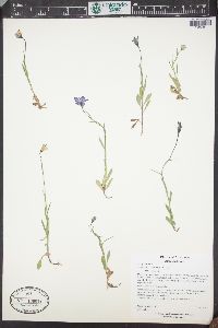 Campanula parryi image