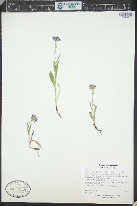 Symphyotrichum spathulatum image