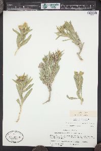 Oonopsis wardii image