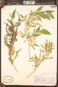 Salix amygdaloides image