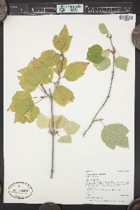 Viburnum edule image