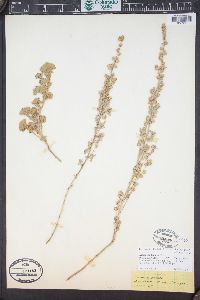 Artemisia frigida image