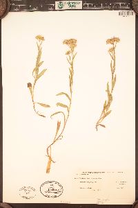 Symphyotrichum ascendens image