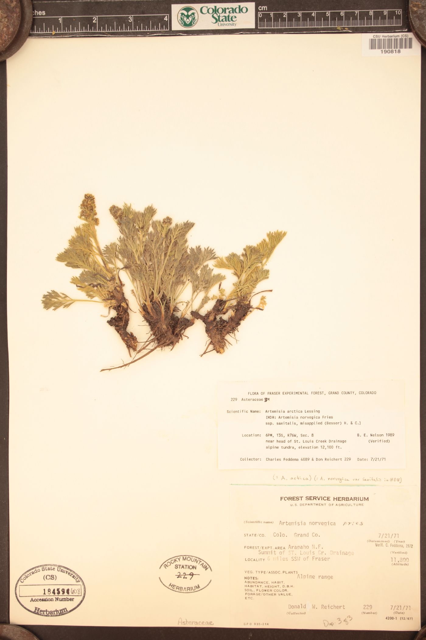 Artemisia norvegica subsp. saxatilis image