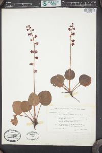 Pyrola asarifolia image