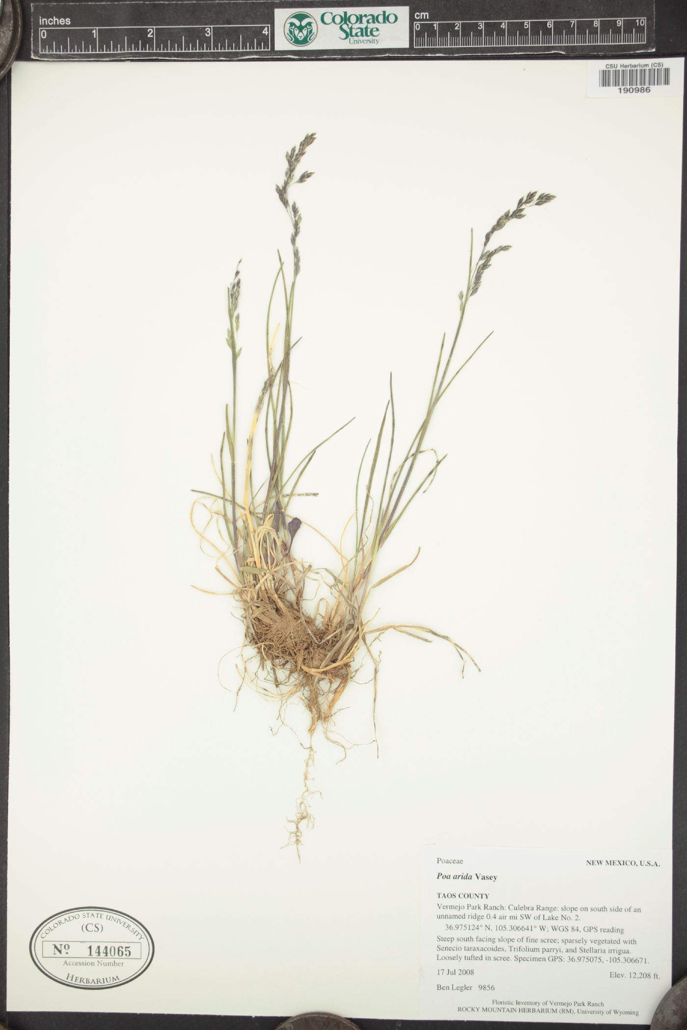 Poa arida image