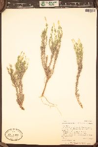 Linanthus pungens image