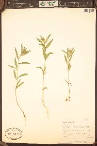 Collomia linearis image