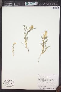 Corydalis aurea subsp. occidentalis image