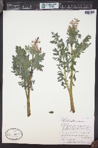 Corydalis caseana subsp. brandegei image