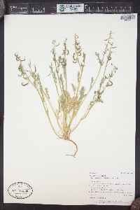 Corydalis aurea image