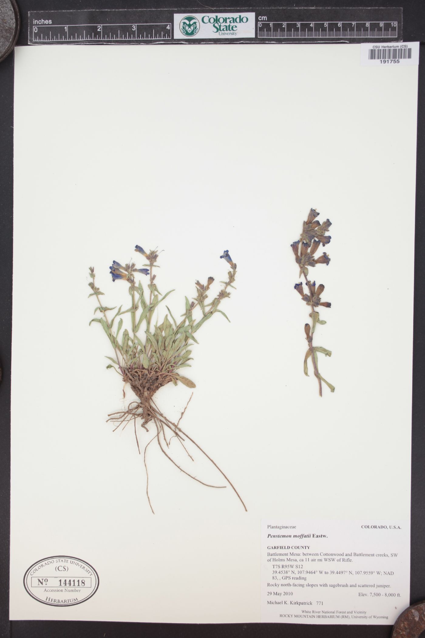 Penstemon moffatii image