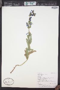 Penstemon rydbergii image