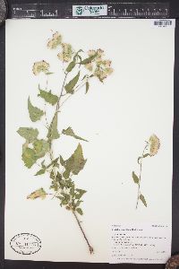 Brickellia grandiflora image